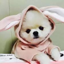 Zsa Zsa Padilla avatar